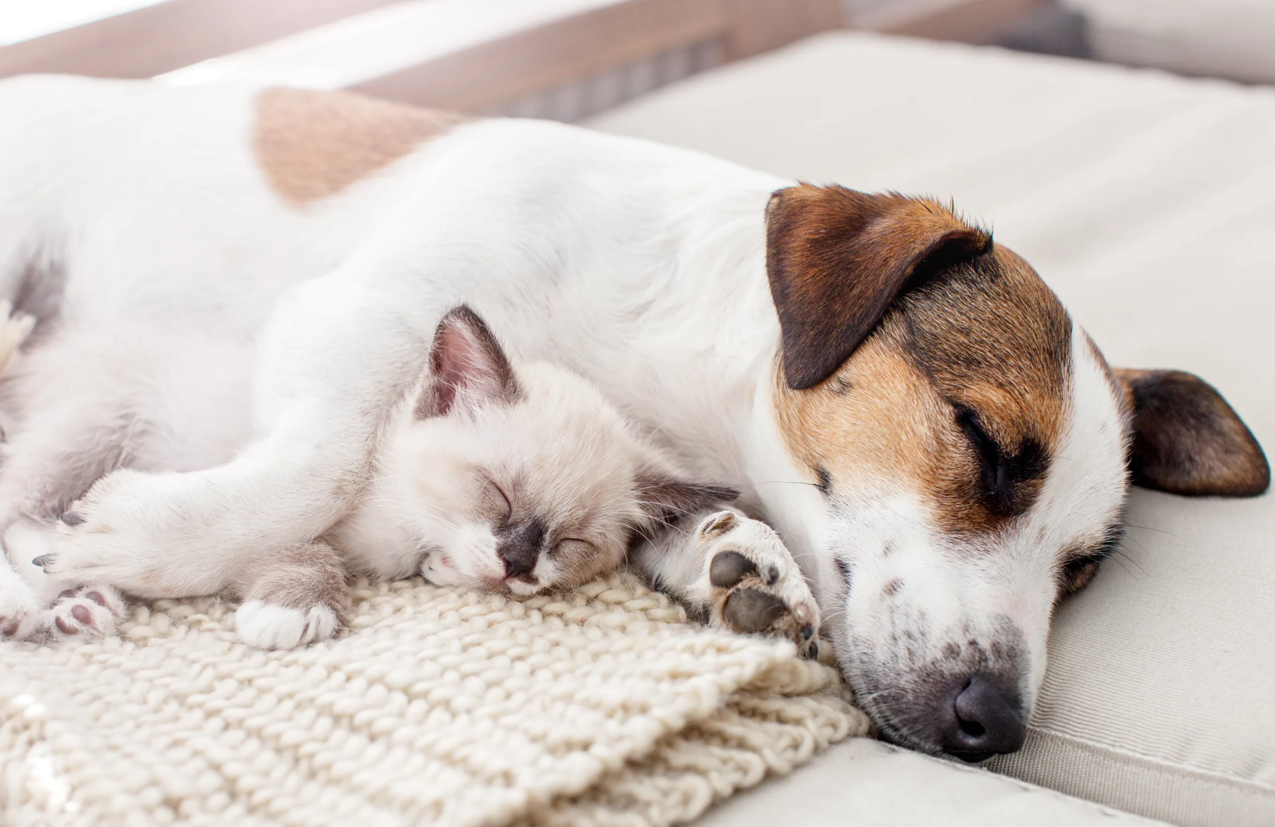 Dog and kitten sleeping on a couch in the living room, white light and airy photo.